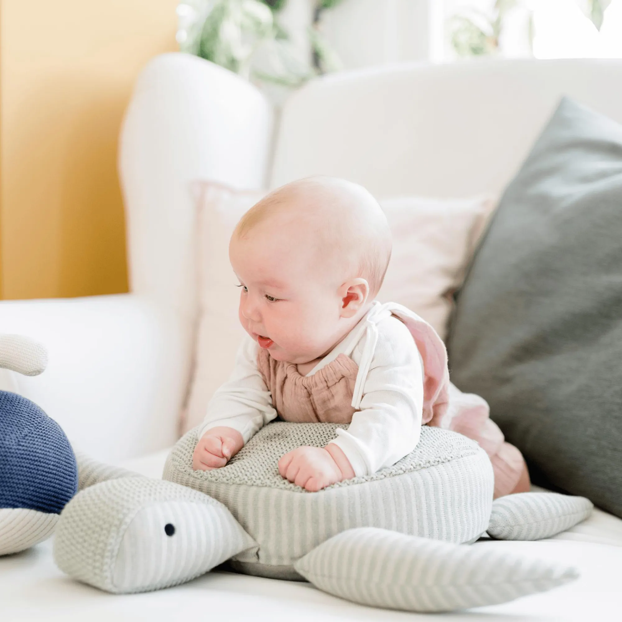 Online Kuscheltier Schildkröte Kuscheltiere